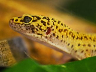 Leopard gecko
