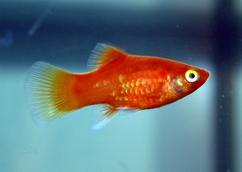 red-coral-platy